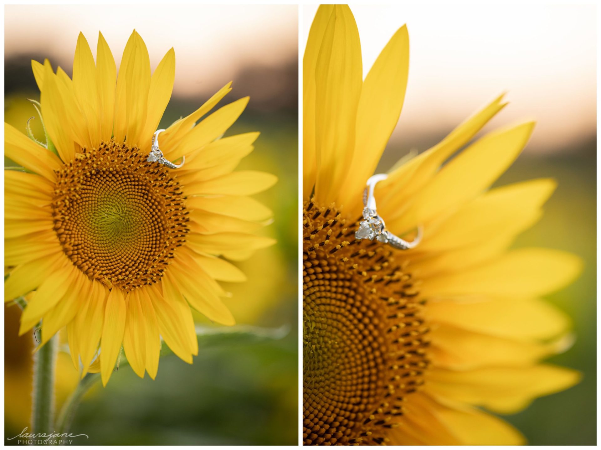 Engagement Ring on Sunflowers