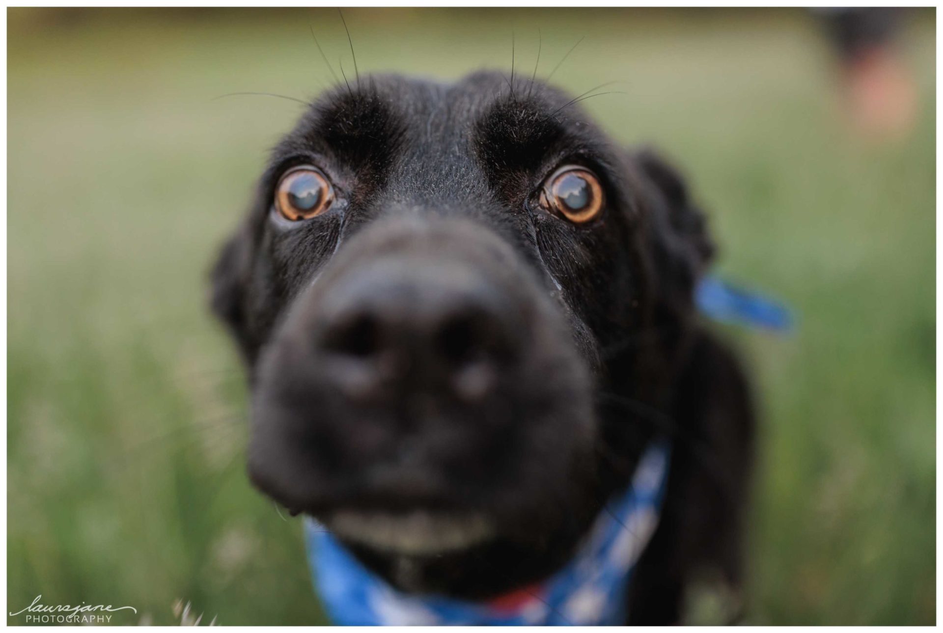 Pet-Friendly Family Portrait Session